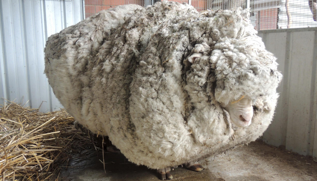 Овца с большим количеством шерсти, фото