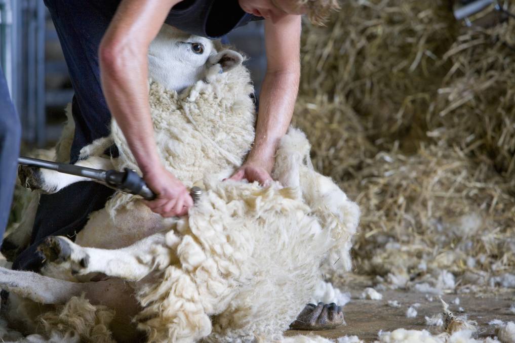Выстригание брюшной области и паха у овцы, фото
