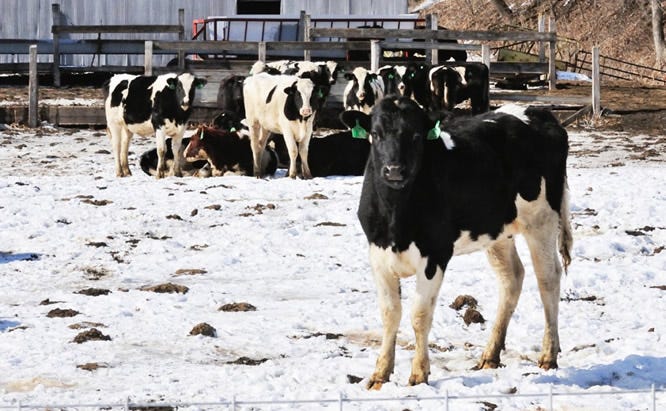 ec_us_cattle-snow-field_2418-1024x684.jpg