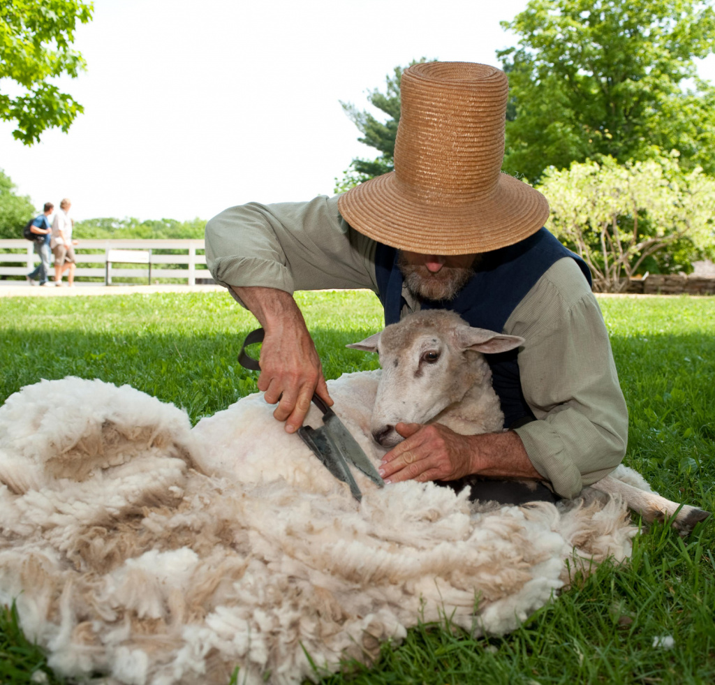 Стрижка овцы, фото
