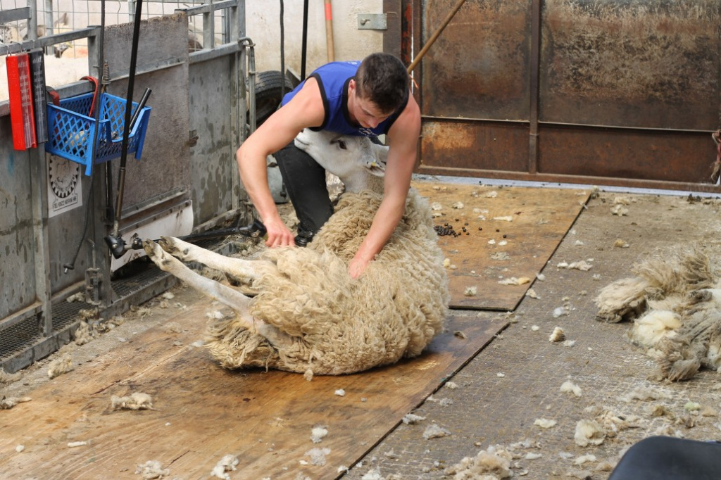 Как положить овцу при стрижке, фото