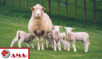 Кормление и уход за овцами