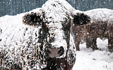 6 основных принципов, чтобы скот оставался здоровым и счастливым в течение зимы