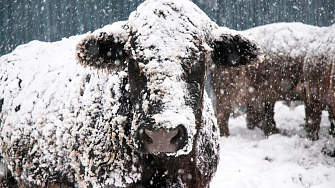 6 основных принципов, чтобы скот оставался здоровым и счастливым в течение зимы