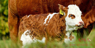 Акушерство для крупного рогатого скота - Как успешно родить теленка?