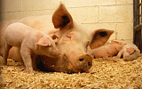 Роль и применение катетеров разных видов для искусственного осеменения свиней
