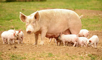 Искусственное осеменение у свиней