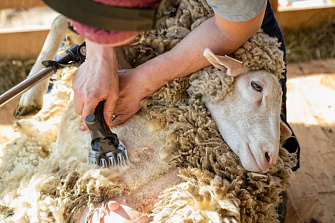 Как подстричь овечку в домашних условиях