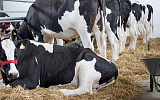 Молочная лихорадка у коров - что это такое?